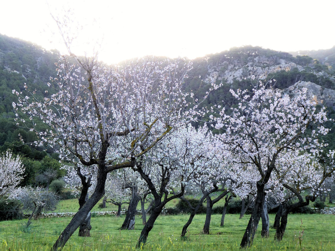 Mandeltræerne blomstrer på Mallorca